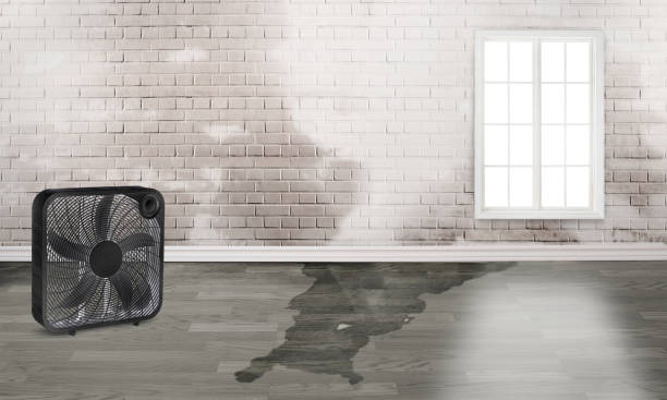 Best Water damage cleanup near me  in Royal Kunia, HI